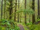 Washington State, Cascades. Mount Baker Snoqualmie NF, Forest trail with moss and fern understory Art Print